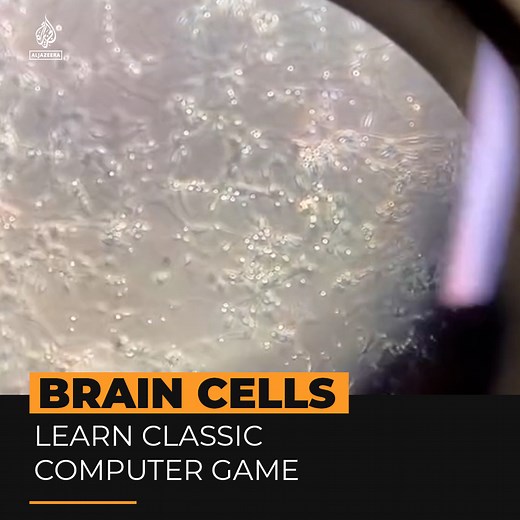 79K views · 923 reactions | A group of brain cells in a laboratory have learned to play the classic computer game Pong, with the help of scientists in Australia ⤵️ | Al Jazeera English | Facebook