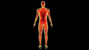 Human Body Muscular System Anatomy 3d Stock Footage Video (100% Royalty-free) 1110139037 | Shutterstock
