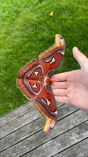 Ilyas Insects on Instagram: "The beauty of Attacus atlas World’s biggest moth"