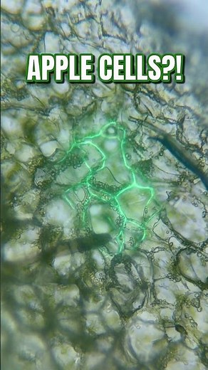 Apple Cells Look Insane Under the Microscope 😱 #science #microscope