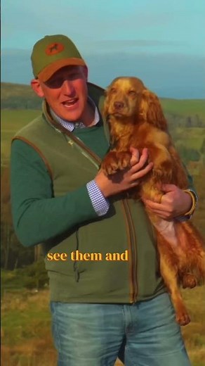 The Truth about Cocker Spaniels