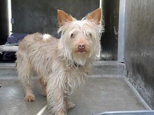 RESCUE NEEDED... Young, cute, 2 yr old, male Cairn Terrier is scared at the shelter. He will come up and take treats, but goes to the back of his kennel when there are fast movements or loud noises. He needs some pledges and a patient foster that will give him time to relax after his stint at the shelter, and a 501c3 rescue group to step up and save him. Pet ID: A1458643 Sex: UNALTERED MALE Age: 2 YEARS Color: TAN Breed: CAIRN TERRIER MIX Markings: NOT FRIENDLY, DOES NOT ALLOW HANDLING Intake Co