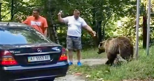 For a selfie: Man feeds wild bear - gets attacked