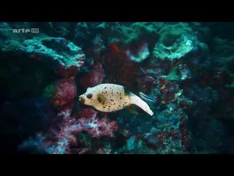 Fish and cleaning station