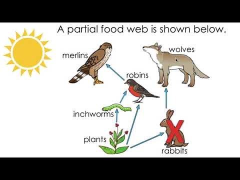 Predict How Changes in an Ecosystem Affect Food Webs