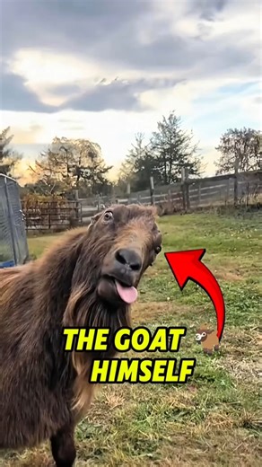 Why Goats Are Amazing! #animalfacts #animallife #goat
