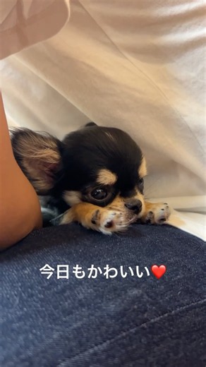 抱っこ大好きな仔犬のチワワがかわいい❤️