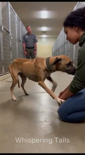 The Dog That Came Closer… When Her Hands Stopped Moving #deep #emotional #dogrescue