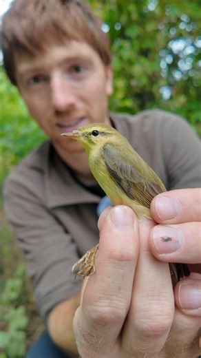 Jack Baddams on Instagram: "The Chiffchaff and the Willow Warbler. These two can have you tearing your hair out when you're trying to tell them apart when they're flitting around in the trees, so a chance to see them up close and compare them is always useful. For me, that yellow eye-stripe of the Willow Warbler (more ornithologically known as a supercilium 🤓) is the best way to tell them apart visually. However - the absolute guaranteed way to know what you're looking at is to wait for them to