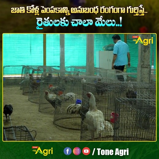 Welcome to Chinni Farms, where we share insights into Jathikolla farming using natural and sustainable methods. This video showcases farm practices, bird management, feeding techniques, and tips for profitable desi chicken farming. Ideal for beginners and farmers interested in organic and rural poultry farming. #ChinniFarms #JathikollaFarming #CountryChicken #DesiChickenFarming #PoultryFarming #OrganicFarming #RuralFarming #NaturalFarming #FarmLife #ToneAgri | Tone Agri