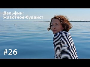 Dolphin: A Buddhist Animal // Just Like Animals #26