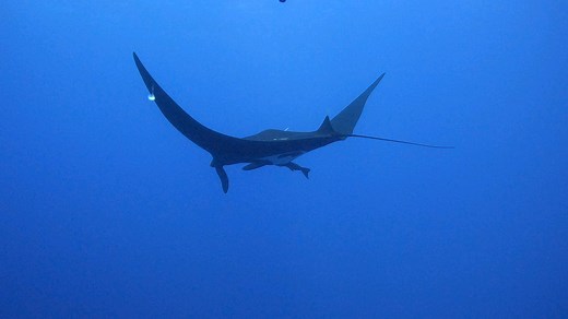 7K views · 14 reactions | The manta ray is a cartilaginous fish. This...