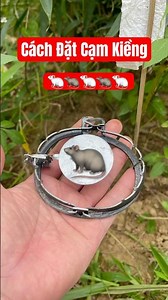 Cách đặt cạm kiềng #baychuotdong
