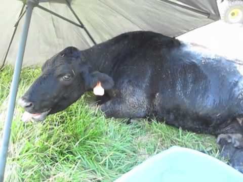 caring for a sick cow at the farm