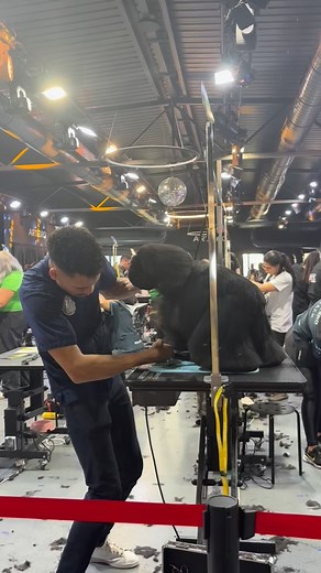 Grooming slam cocker spaniel americano | Groomista