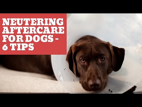 Neutering Aftercare For Dogs - 6 Tips