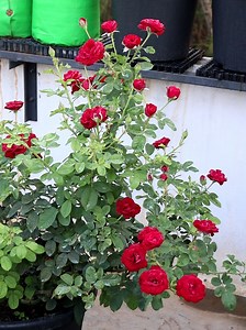 229K views · 32K reactions | Have a nice day. | Roses | Facebook