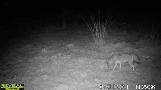 7.5K views · 71 reactions | Final Step Trapping on Reels | Facebook