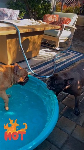 | Rusty , Ruby , Jack & Stormy 🐾🐾🐾🐾aka The Brat Pack