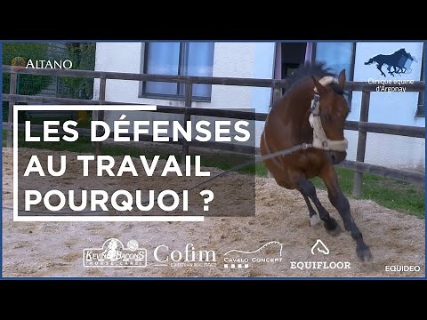 A horse's defenses during work always have an explanation!