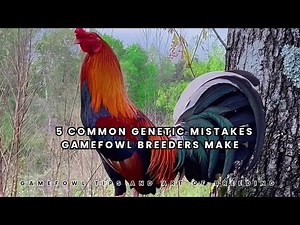 "5 Common Genetic Mistakes Gamefowl Breeders Make"