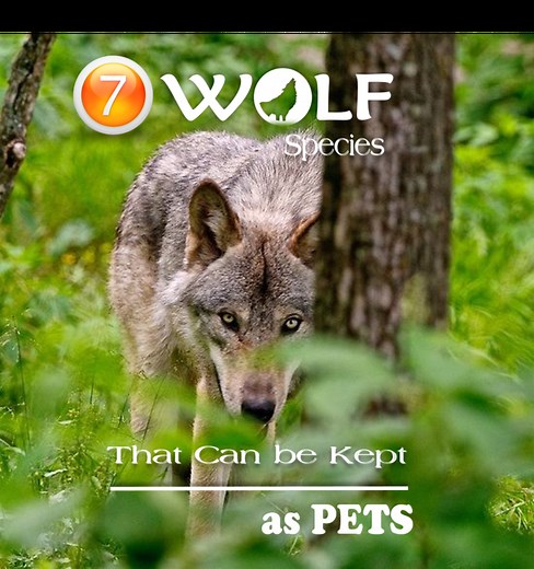 7 Friendly Wolves That Make Good Pets