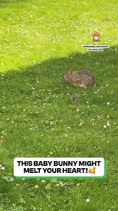 It's so cute 🥹 | Fluffy Animals