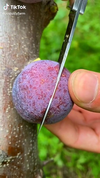 joyjuicyfarm on TikTok