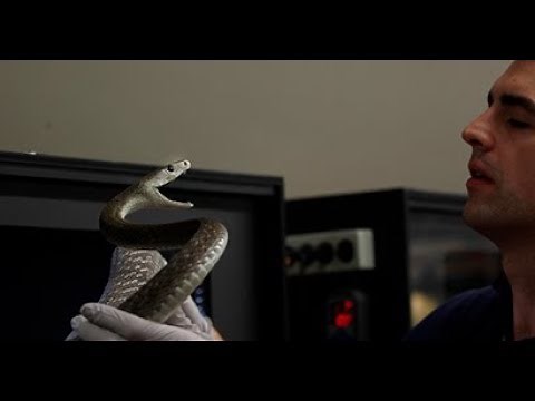 Black Mamba Strike in Slow Motion
