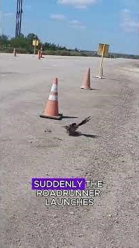 Roadrunner battles the snake #wildlife #worldwildlifeday #animals