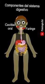Aparatos y sistemas del cuerpo humano | Componentes del sistema digestivo | Cuerpo humano