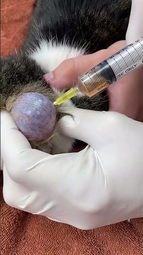 DRAINING CYST ON CAT!