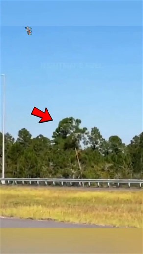 The Tree That Can “Walk” 😱🌴