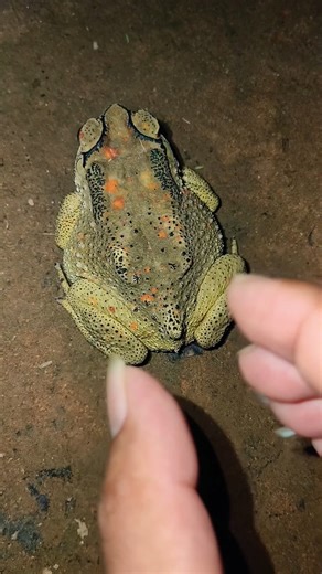 funny funny toads 😂😂😂🤣