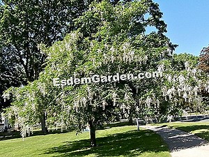 Halesia carolina, fa ezüst harangokkal: kultúra, karbantartás 🌿 Mindent A Kertészeti És Kerttervezés - 2025