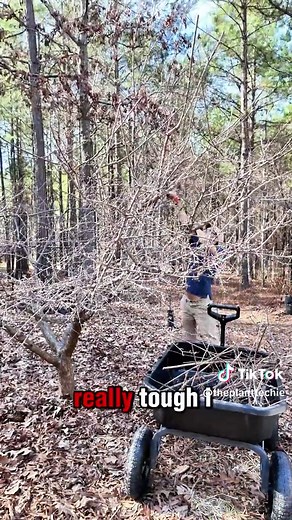 3 Easy Steps to Prune Your Fruit Tree for Healthy Harvests