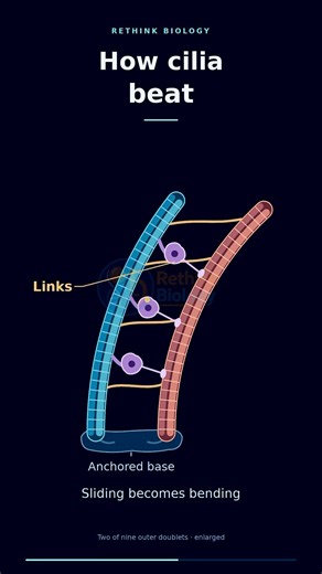 How Do Cilia Beat? 🫁 Dynein & Microtubules Explained #shorts