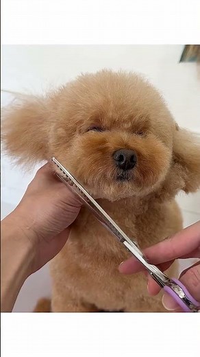 【トリミング】クリッパー使っても可愛いテディベアカット#トイプードル #トリマー