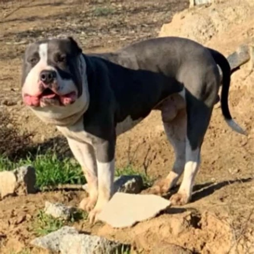 Rescuer shocked after horrific discovery behind dog’s swollen face. Check comments👇 👇 👇 | Animal Lovers