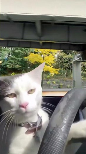 Cat Driving a car Meme