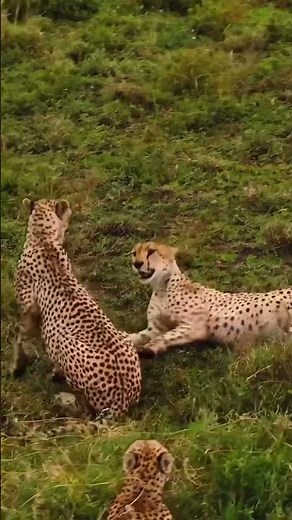 The Ultimate Photographic Safari Guide in Northern Tanzania