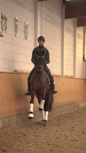 Grandissimo🤩🤩 What a character 3 weeks here and he’s improving every day, this guy is for sale! DM me for details Thank you super groom/camera woman @claireschreiberfotografie for this nice video #forsale #younghorseforsale #horseforsale #horsesales #equestrian canter gallop beauty younghorse younghorses younghorsetraining younghorsedevelopment younghorsedressage dressagetraining equestrians equestrianphotography horserider horsesofinstagram horsetraining foryou future gelding dressage dressag