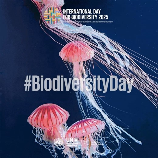🌿 #BiodiversityDay is your day and everyone’s day. Let’s work together for a world where biodiversity thrives, ecosystems flourish and people live in harmony with nature. 🌍 https://www.cbd.int/biodiversity-day | United Nations Biodiversity