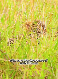 754K views · 6.1K reactions | The Natural World of Animals and Wildlife #animalworld #animals #wildanimals #wildlife | York Pha Production | Facebook