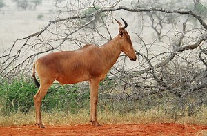 Hartebeest - Alchetron, The Free Social Encyclopedia