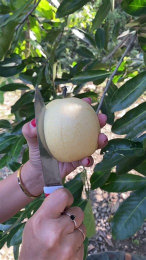 Fresh buah pir #viralvideo