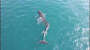 9.6K views · 202 reactions | Drone footage shows one of the largest whale species in the world off the Spanish coast in the Mediterranean Sea. Experts said the whale has severe scoliosis, a rare deformation. MORE: https://buff.ly/3LPuDqA | Hawaii News Now | Facebook