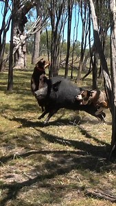 15K views · 9.3K reactions | Northern Australia swamp boars 掠 Watch all of @kody.mackay pig chasing action over on PCA TV  Link in our bio  #teampca #pigchasingaustralia | Pig Chasing Australia | Facebook