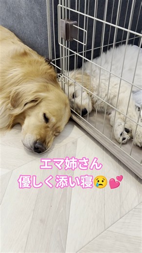 骨折手術後のアルスが心配で添い寝をするエマ姉🐶😭