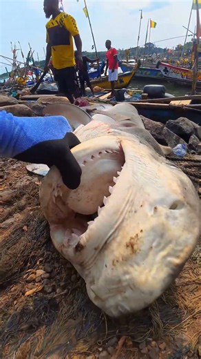 Is This a New Record? Huge Catch Today! #fishing #fish #seafood